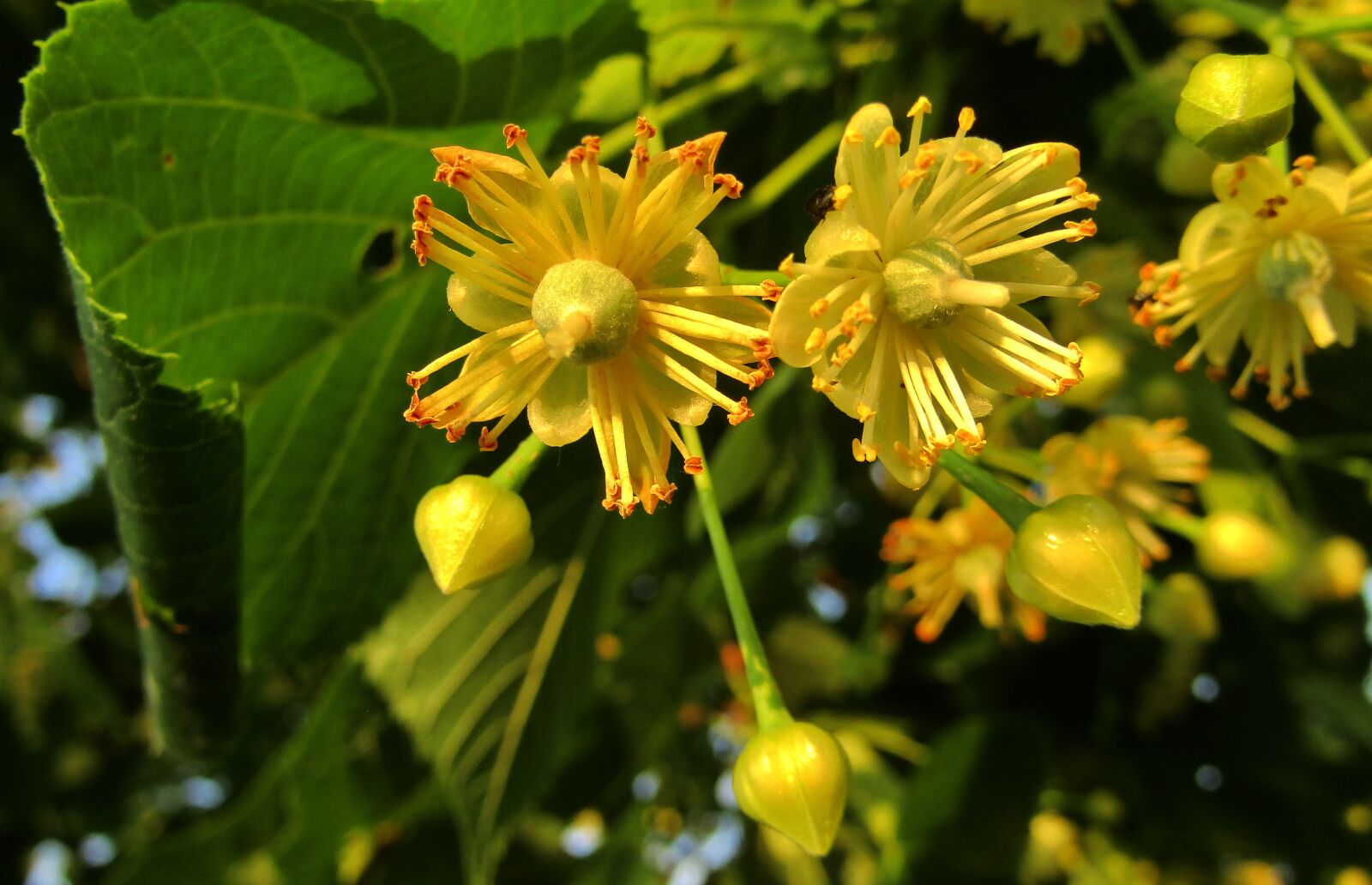 Canon POWERSHOT SX432 IS sample photo. Lime blossom, linde, tree photography