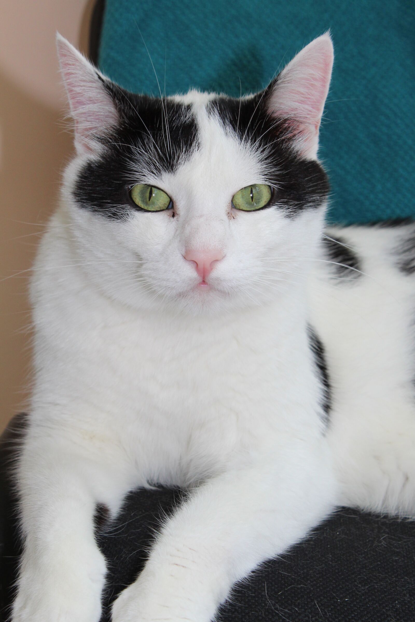 Canon EOS 1300D (EOS Rebel T6 / EOS Kiss X80) sample photo. Lucky, cat, white photography
