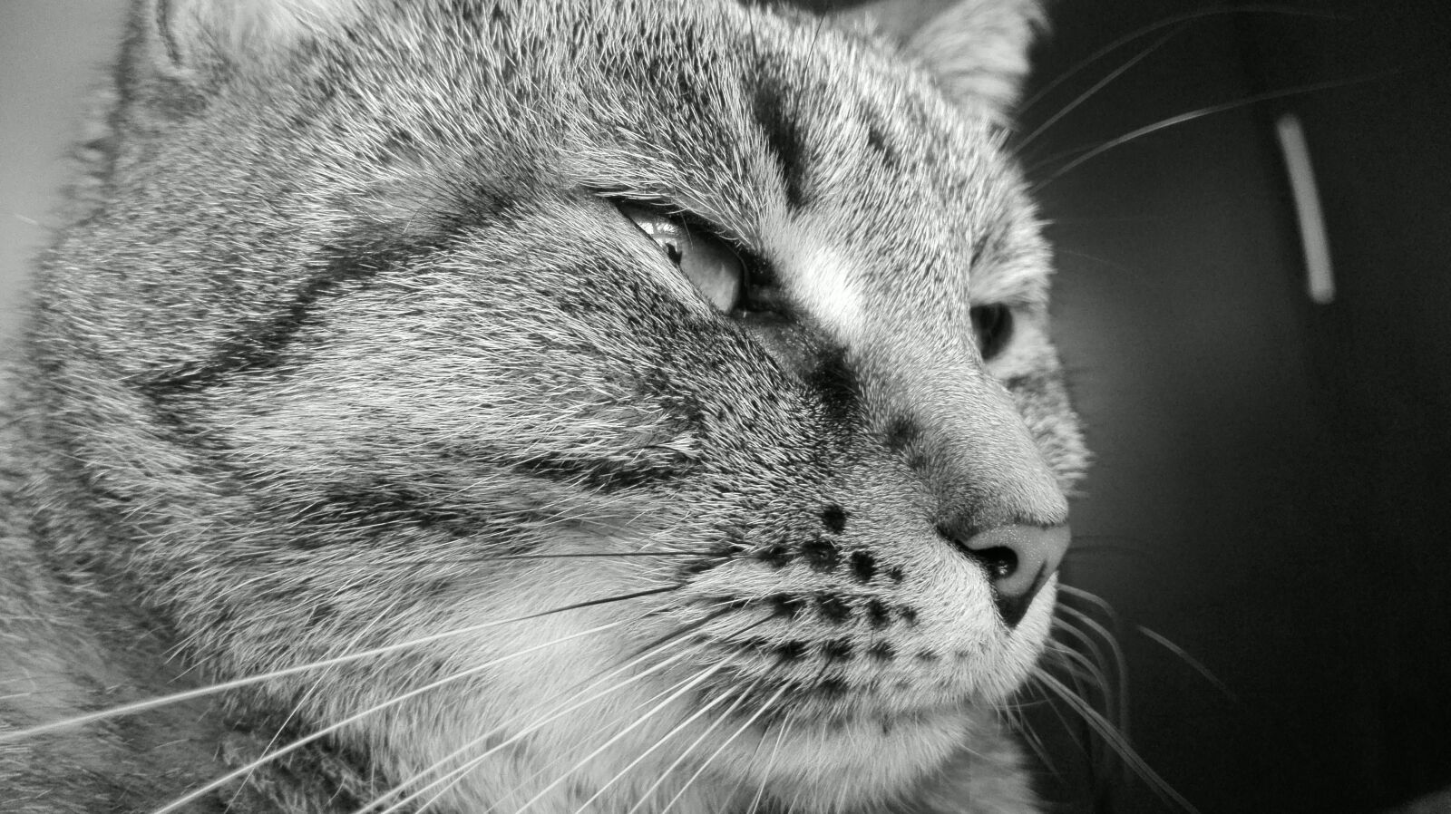 HUAWEI P8 Lite sample photo. Feline, animal, cat photography