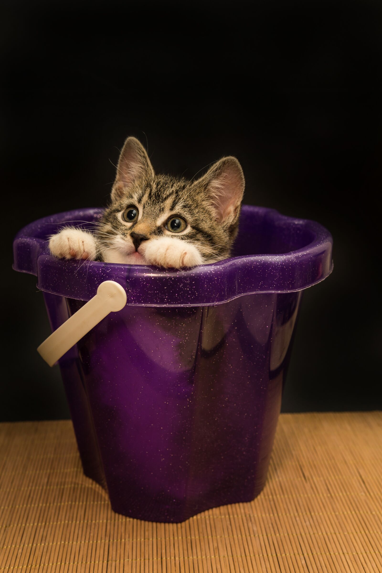 30mm F1.4 DC DN | Contemporary 016 sample photo. Cat, small, mackerel photography