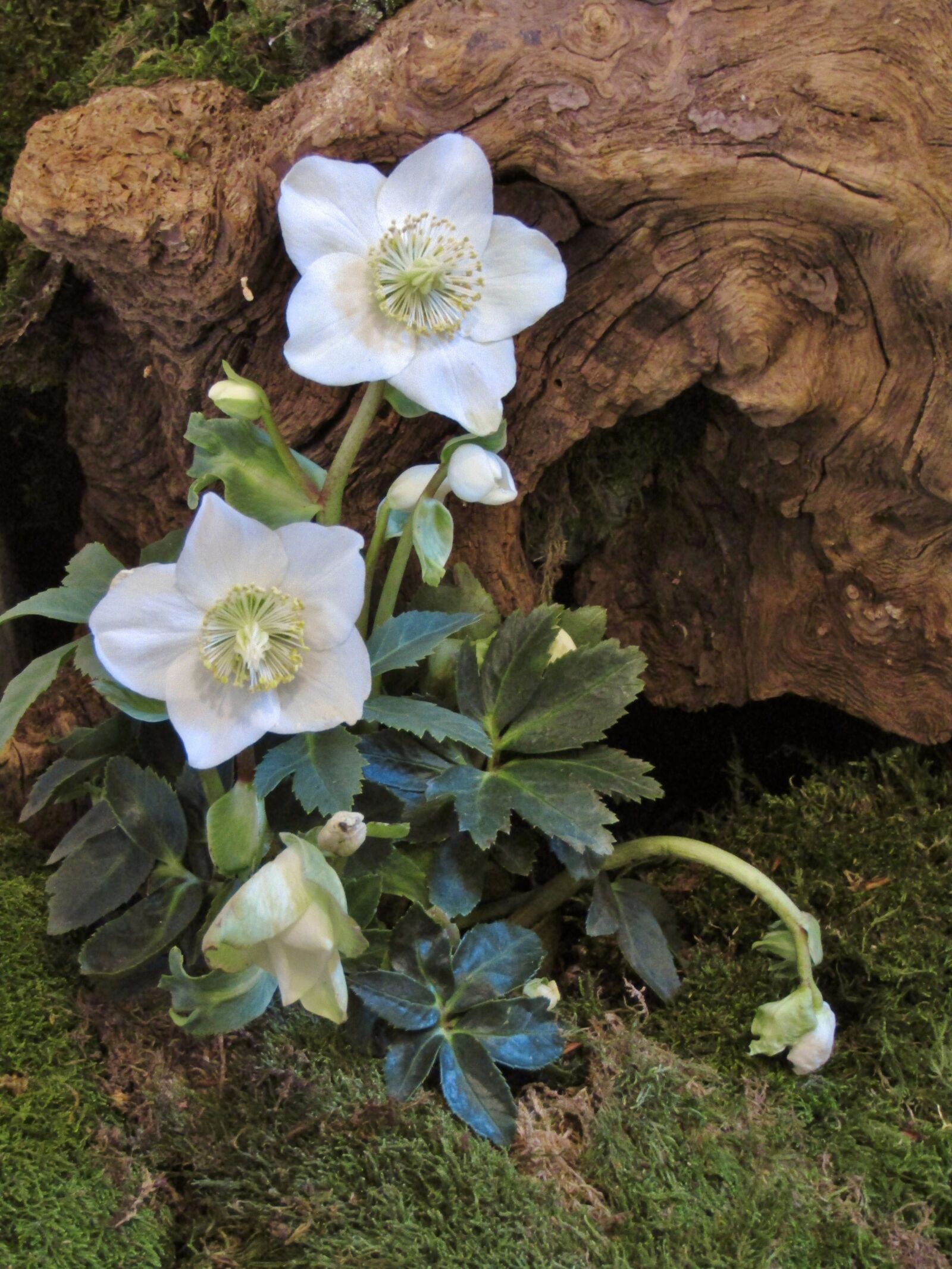 Canon POWERSHOT SX432 IS sample photo. Christian roses, root, moss photography