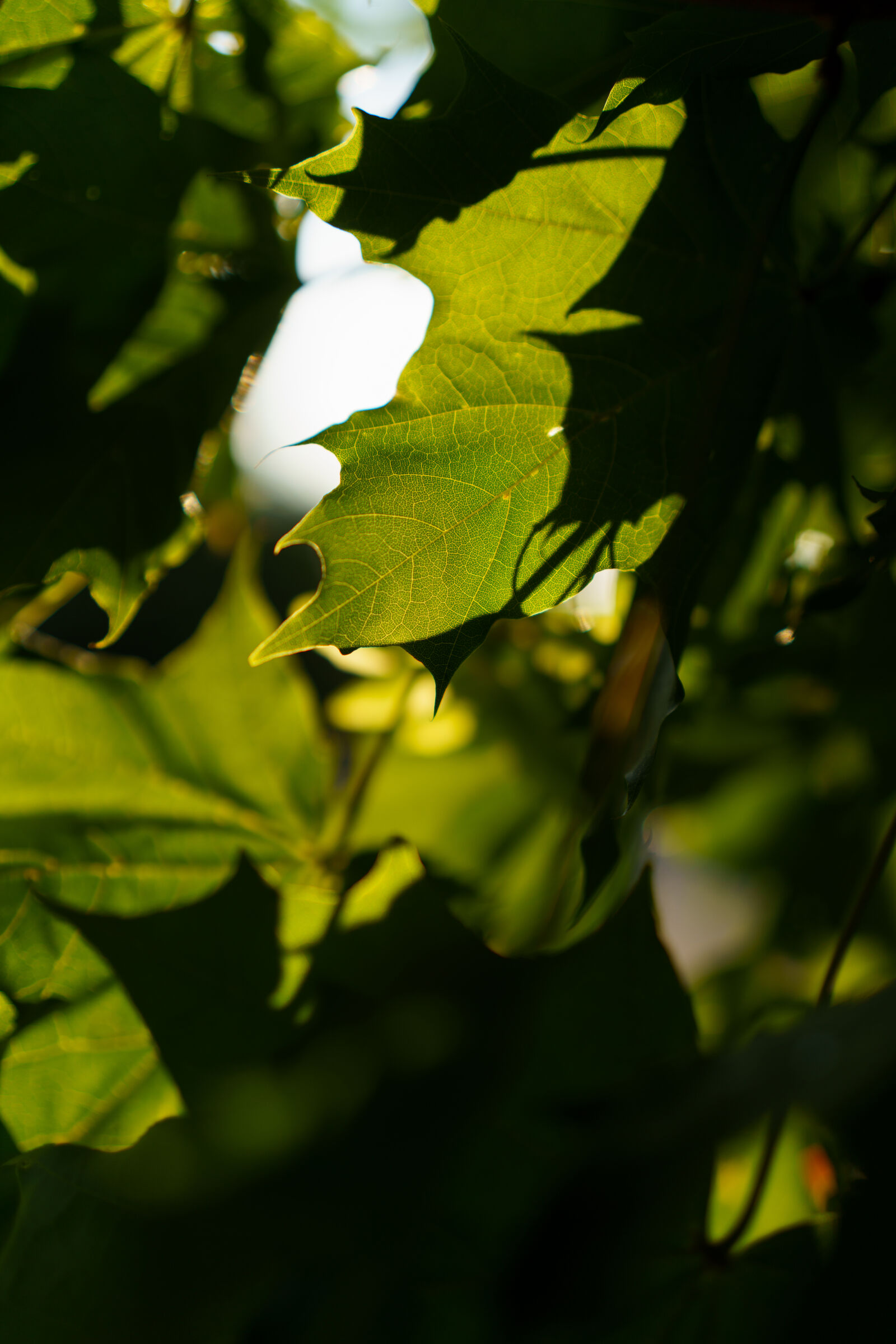 Sigma 50mm F2 DG DN | C sample photo. Leaf bokeh photography