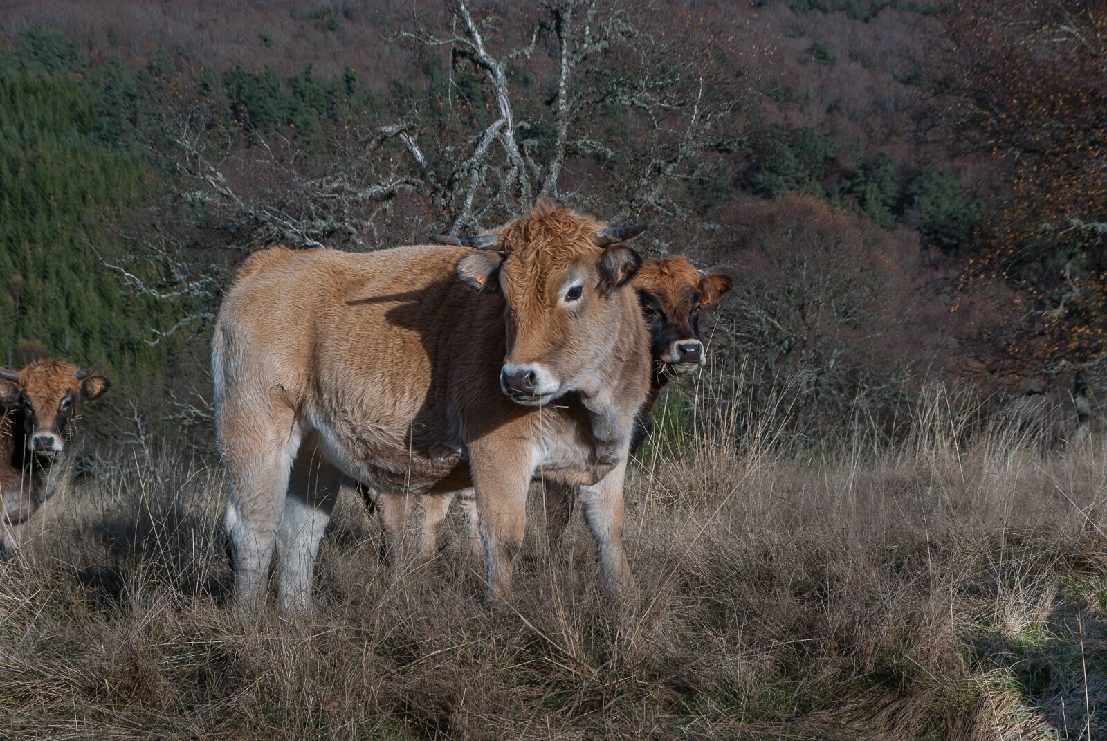 Pentax K10D sample photo. Lozère, cows, herd photography