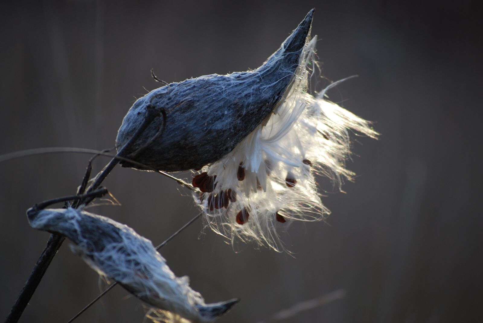 Nikon D40X sample photo. Milkweed, tree, nature photography