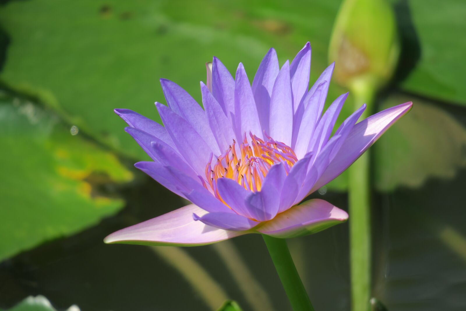 Canon PowerShot G3 X sample photo. Water lilies, aquatic plants photography