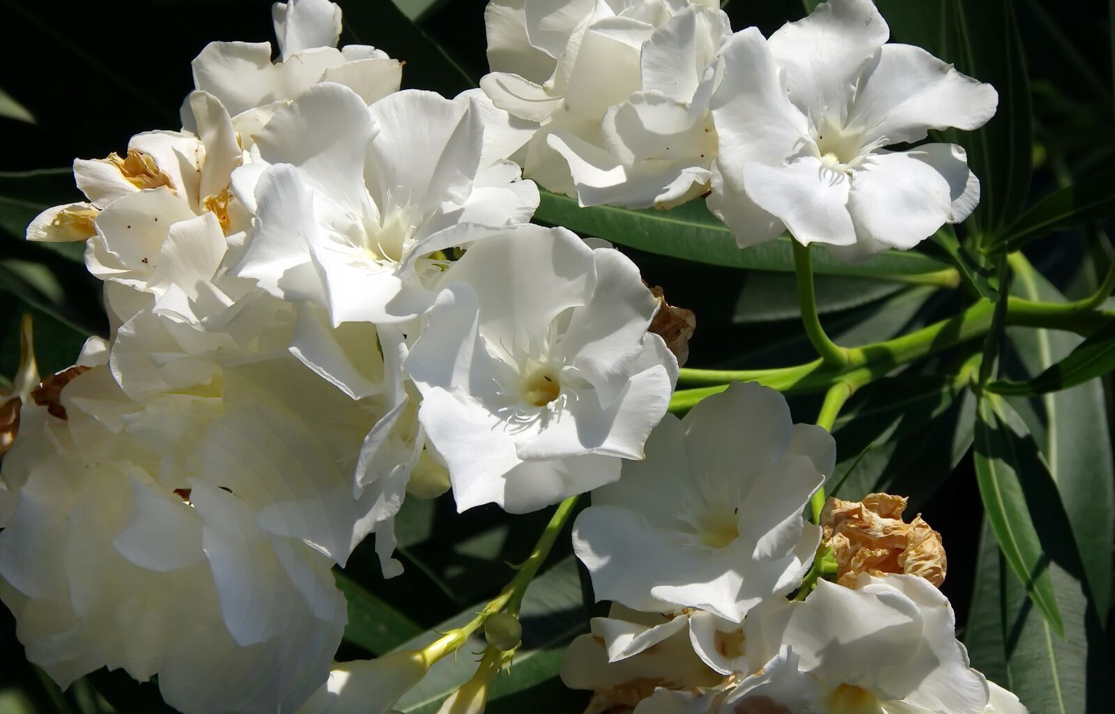 Pentax K-5 sample photo. Flower, oleander, nerium oleander photography