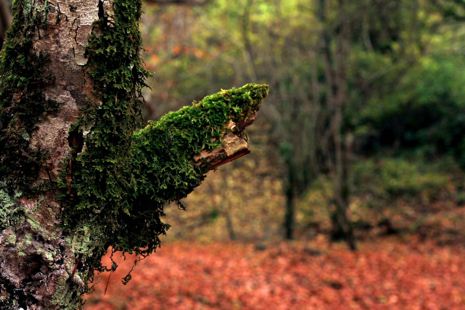 Canon EOS 60D + Canon EF 50mm F1.8 STM sample photo. Forest, tree, bark photography