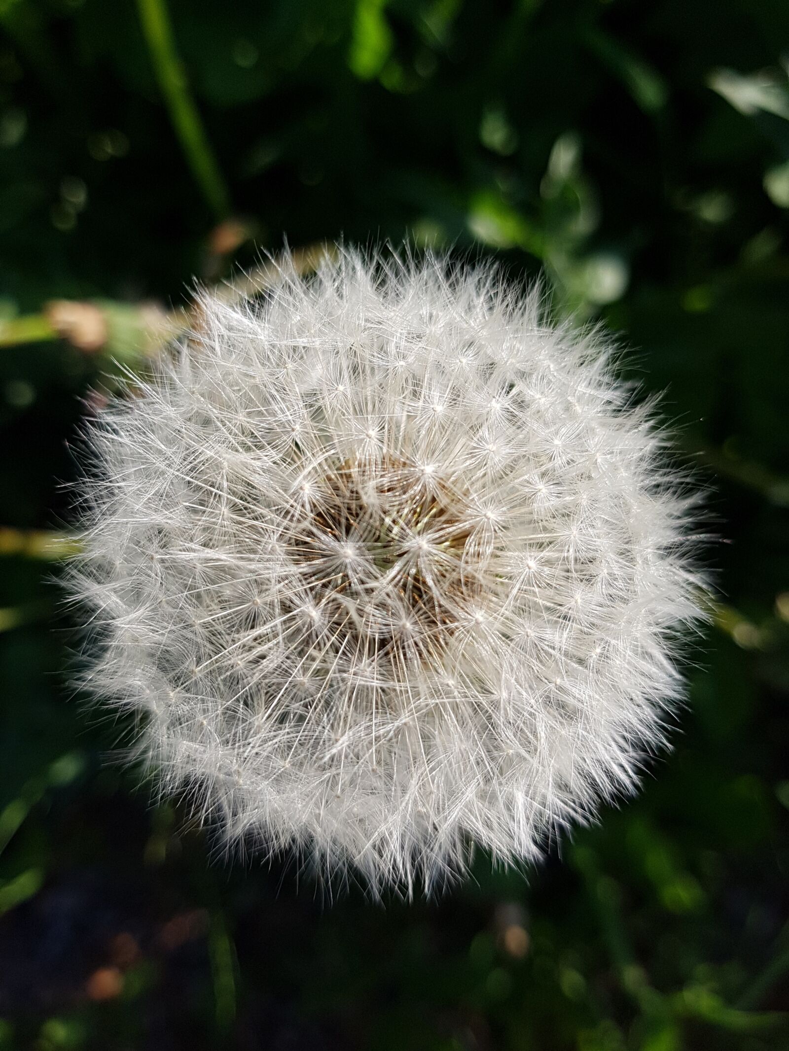 Samsung Galaxy S7 sample photo. Wilted, dandelion, summer photography