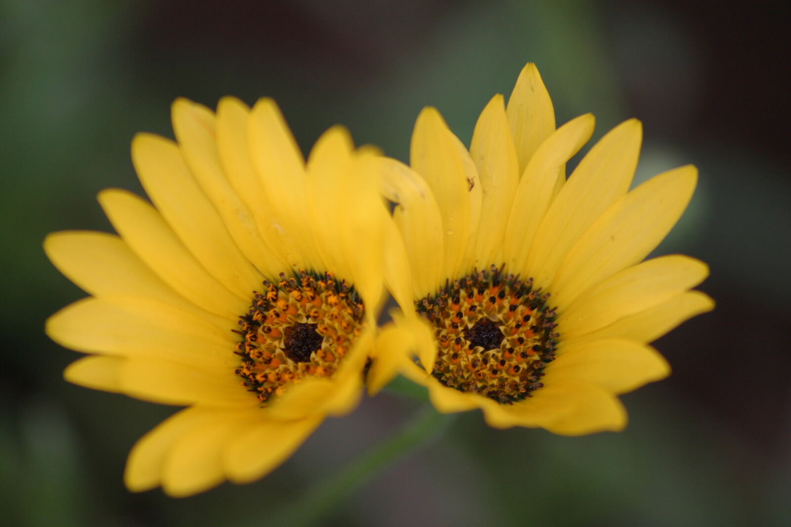 Canon EOS 10D sample photo