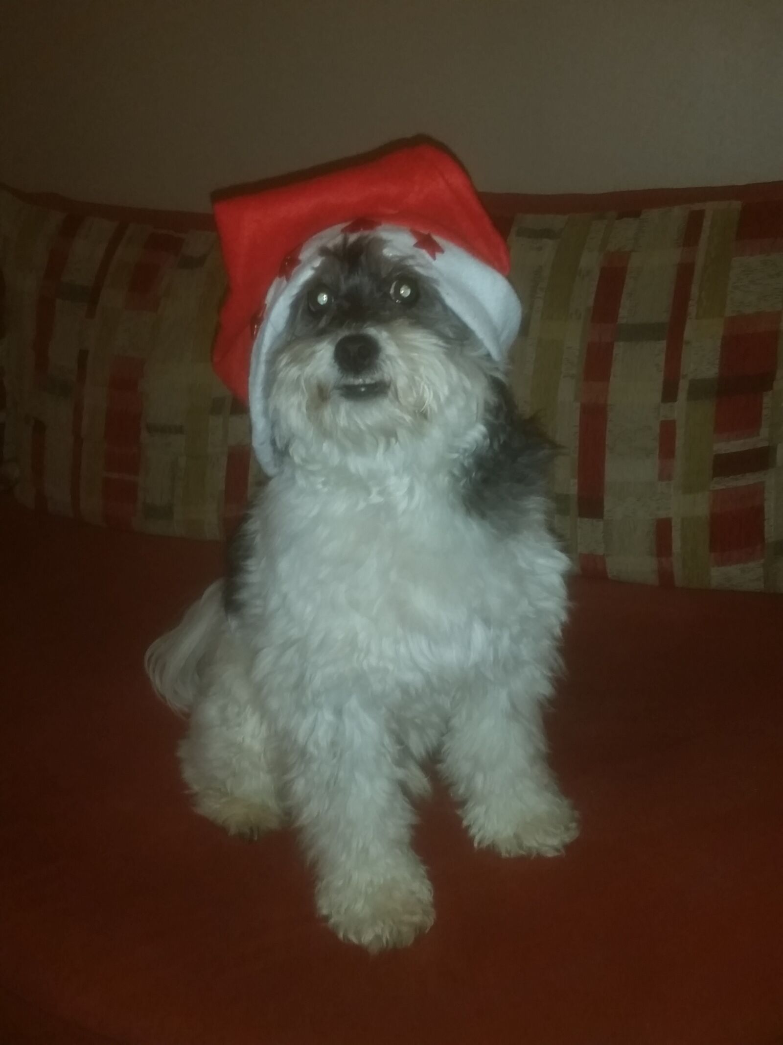 Samsung Galaxy S5 sample photo. Dog, xmas, santa photography