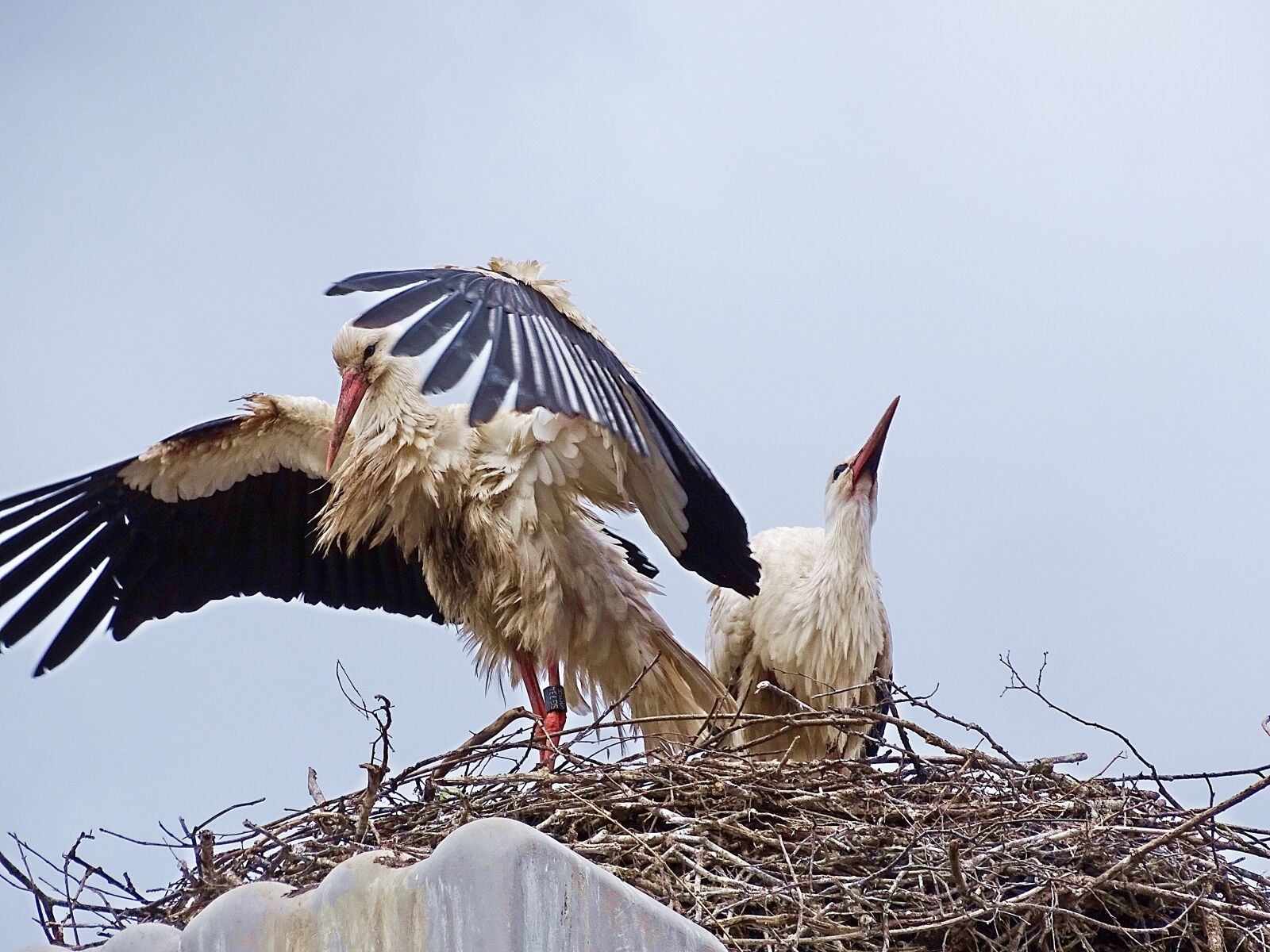 Sony Cyber-shot DSC-HX400V sample photo. Stork, nature, bird photography