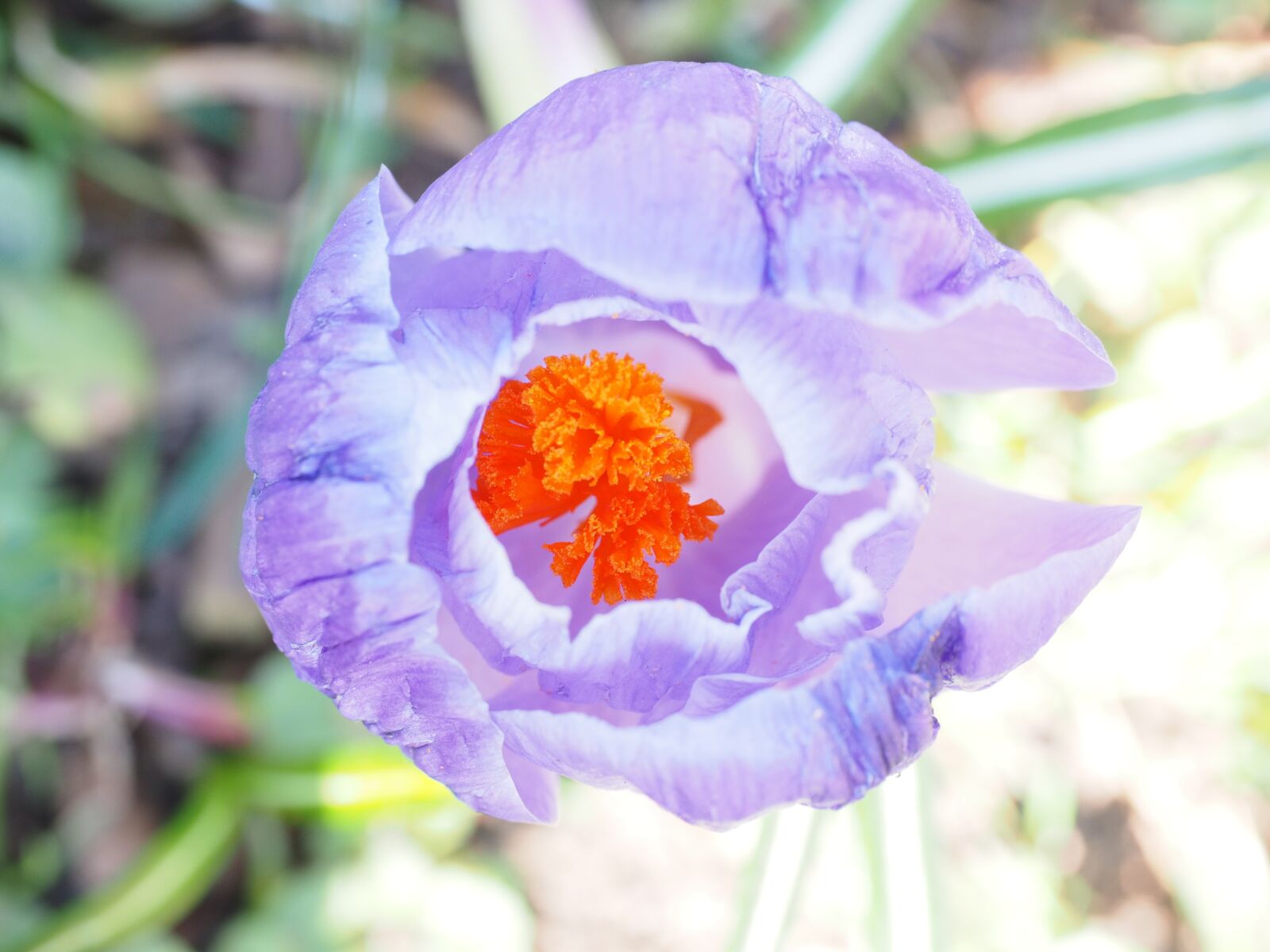 Olympus OM-D E-M1 + Olympus M.Zuiko Digital ED 12-40mm F2.8 Pro sample photo. Stamens, crocus, stamp photography