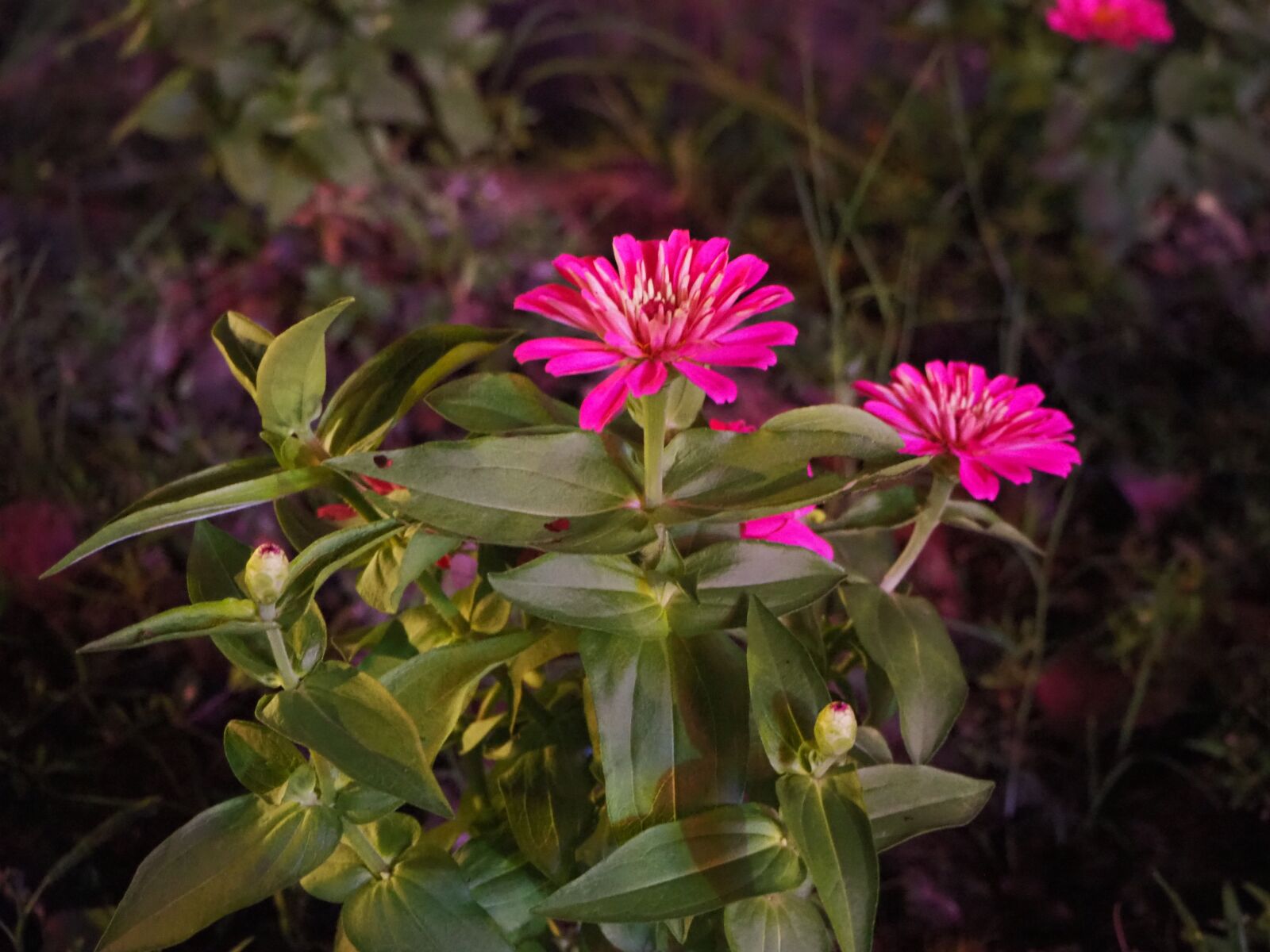 Olympus OM-D E-M10 III sample photo. Zinnia, flowers, beautiful photography