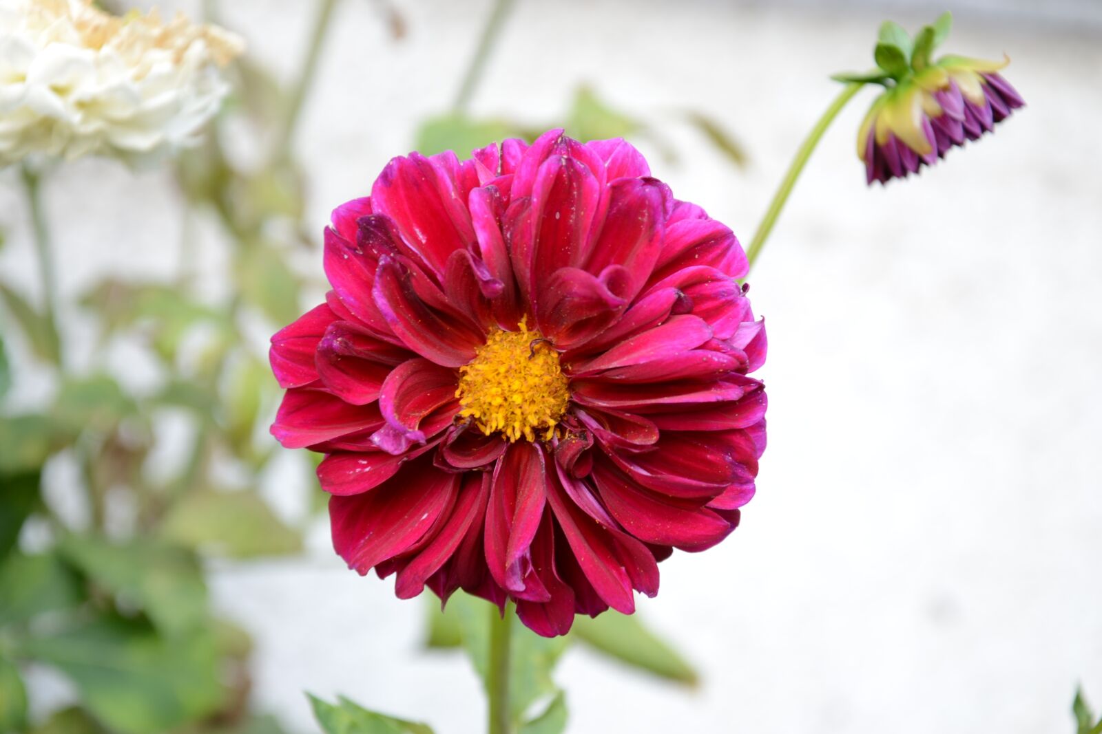Nikon D3100 sample photo. Flower, garden, summer photography