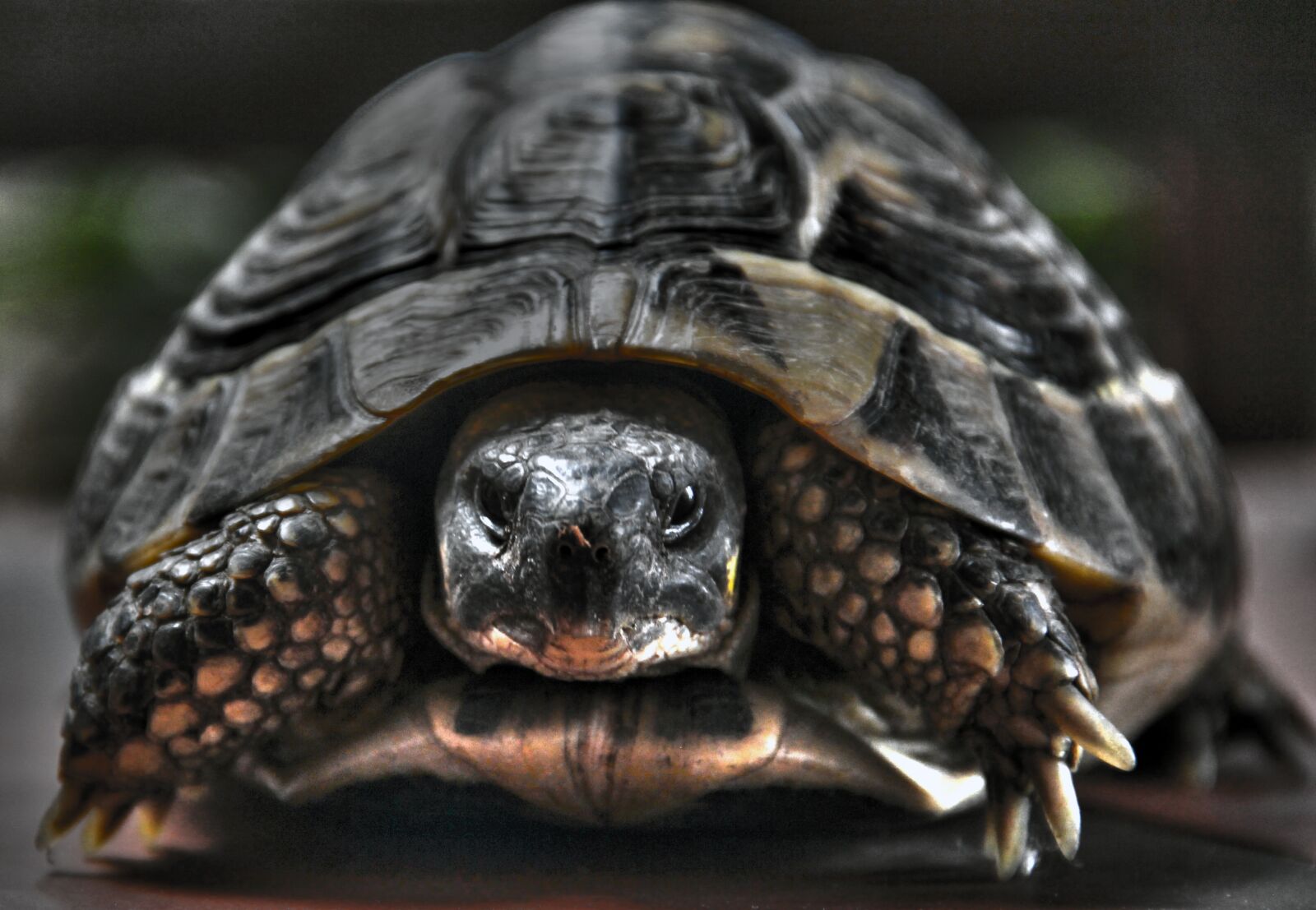 Canon EOS 550D (EOS Rebel T2i / EOS Kiss X4) sample photo. Turtle, nature, reptile photography