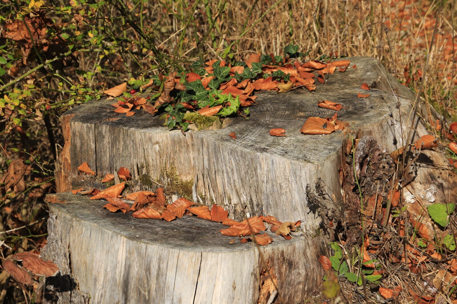 Canon EOS 7D Mark II sample photo. Autumn, tree stump, leaves photography