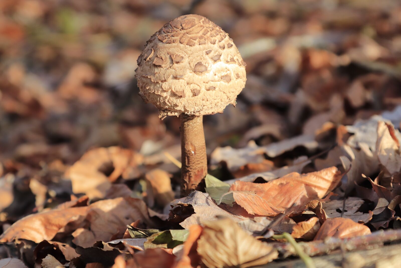 Canon EOS 77D (EOS 9000D / EOS 770D) + Canon EF 24-105mm F4L IS USM sample photo. Mushroom, brown, forest photography