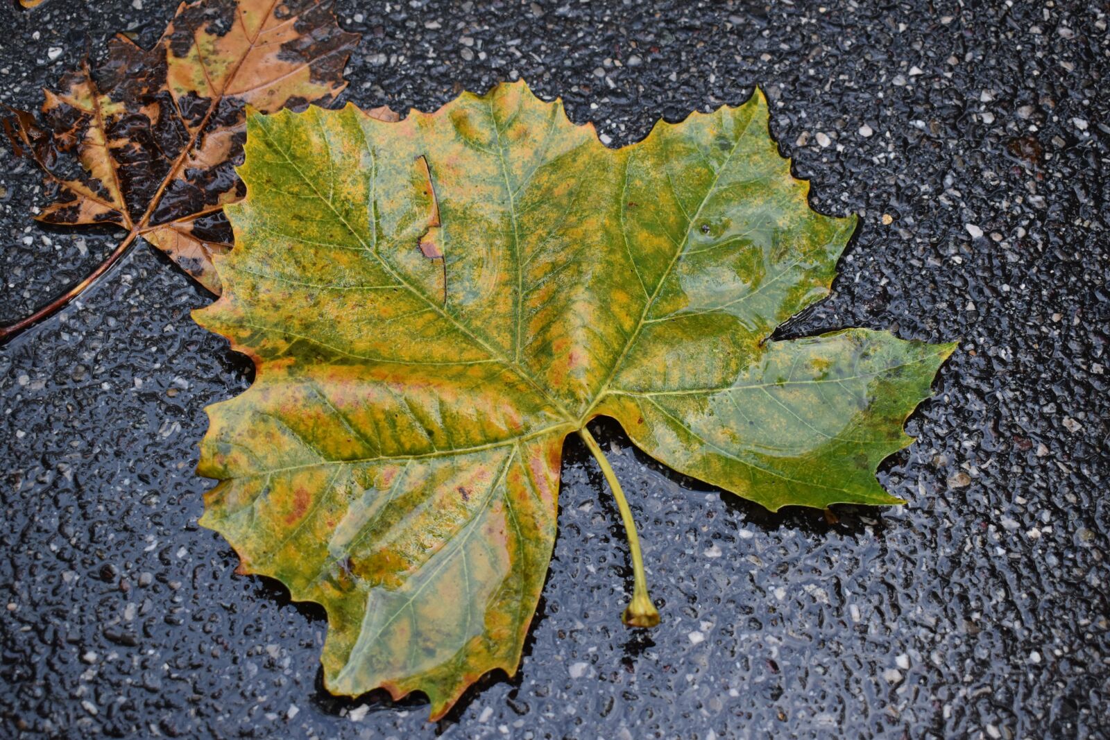 Nikon D5600 sample photo. Leaf, autumn, rain photography