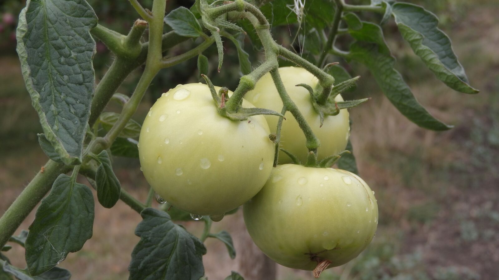 Nikon Coolpix P610 sample photo. Tomatoes, vegetables, growing vegetables photography
