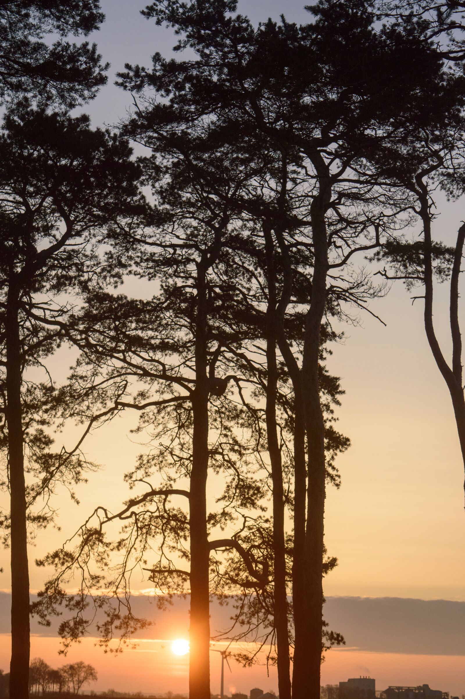 Nikon D3200 sample photo. Forest, sunrise, laholm photography