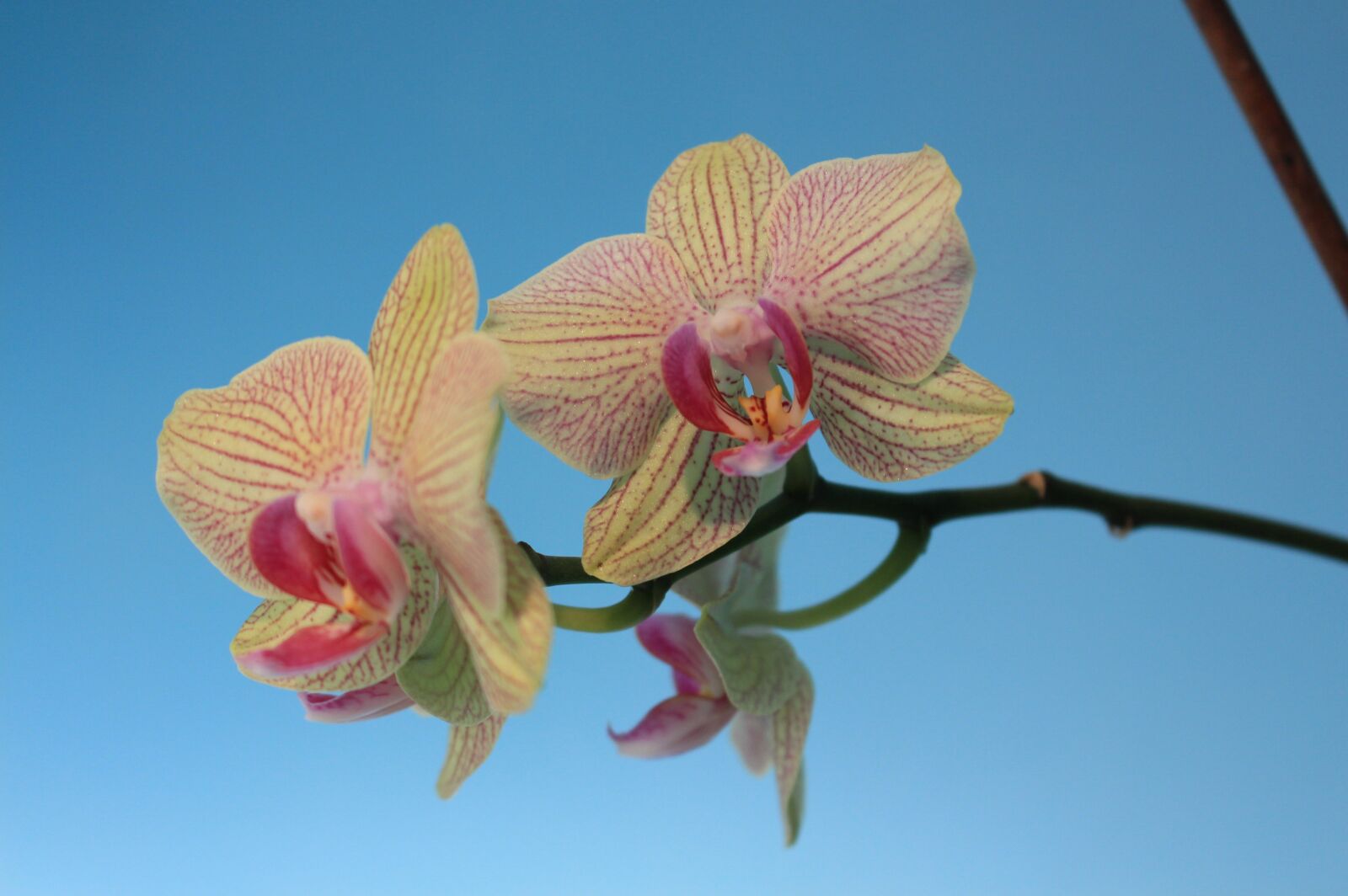 Canon EOS 700D (EOS Rebel T5i / EOS Kiss X7i) sample photo. Orchids, plants, house plant photography