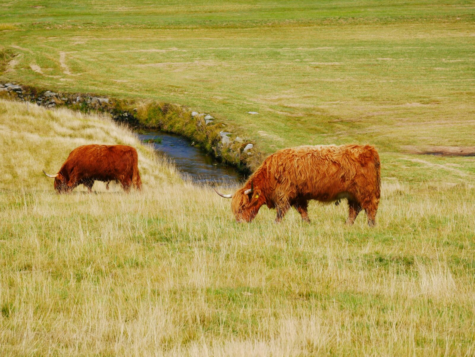 Panasonic Lumix DMC-GX85 (Lumix DMC-GX80 / Lumix DMC-GX7 Mark II) sample photo. Feast, animal, pasture photography