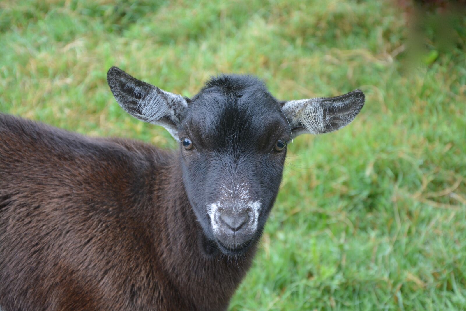 Nikon D5200 sample photo. Goat motte, no horn photography