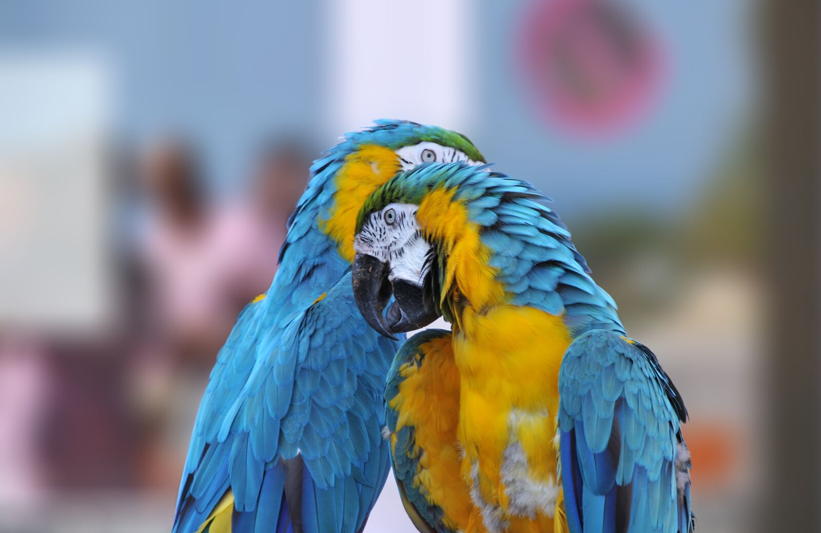 Nikon D300 sample photo. Ara ararauna, kiss, parrot photography