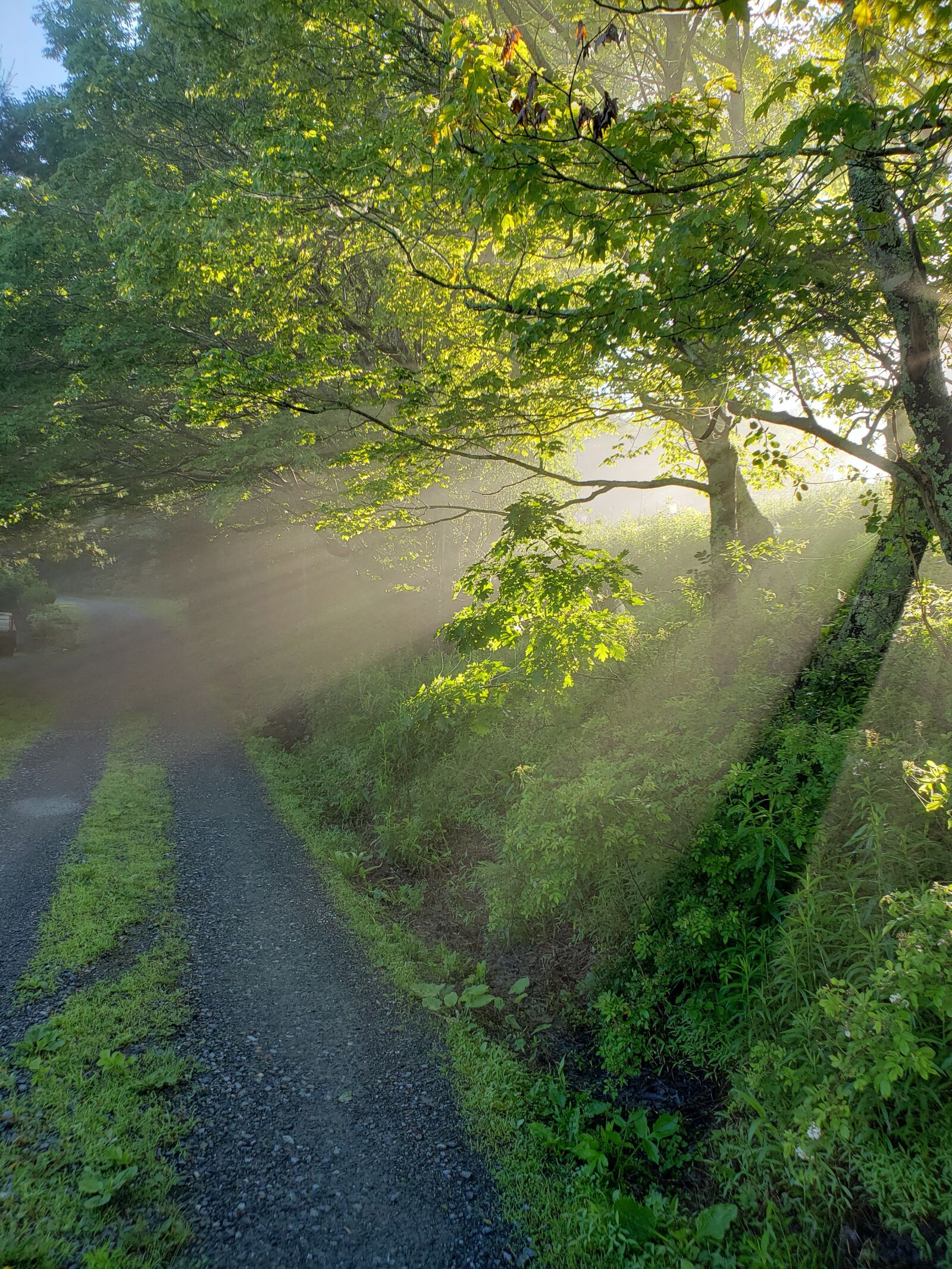 Samsung Galaxy S9 sample photo. Morning, sunlight, fog photography