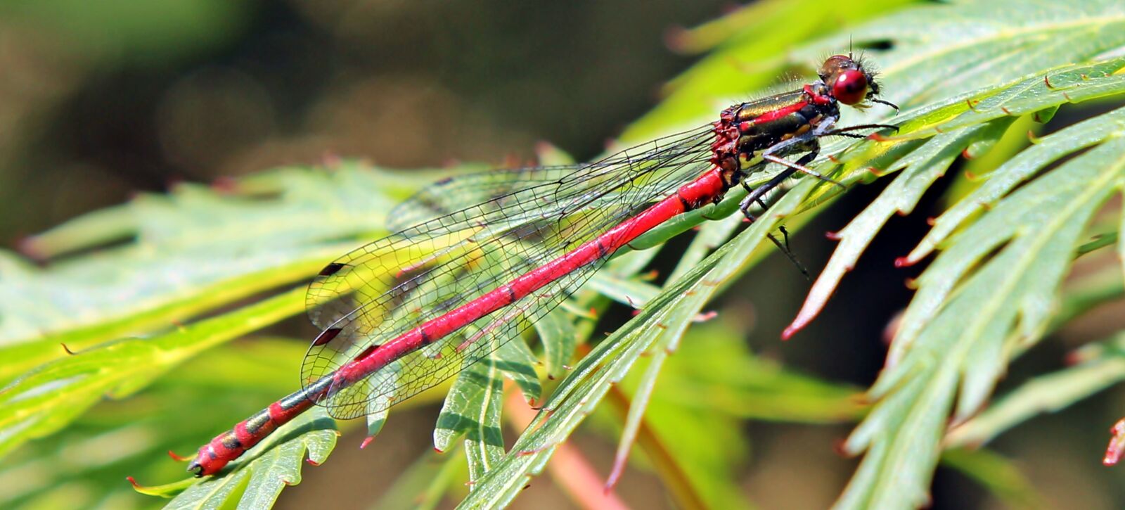 Canon EOS 550D (EOS Rebel T2i / EOS Kiss X4) sample photo. Dragonfly, red, insect photography