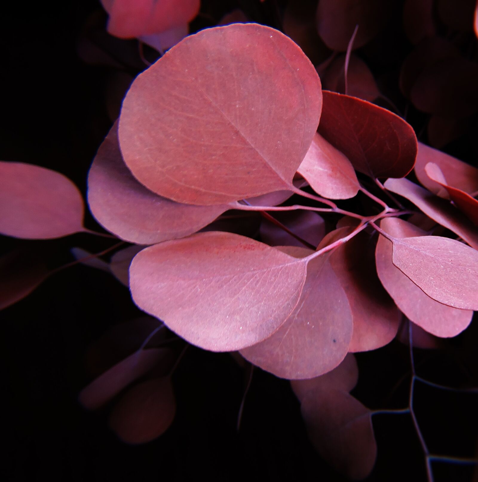 Nikon Coolpix P600 sample photo. Eucalyptus, contrast, brown photography