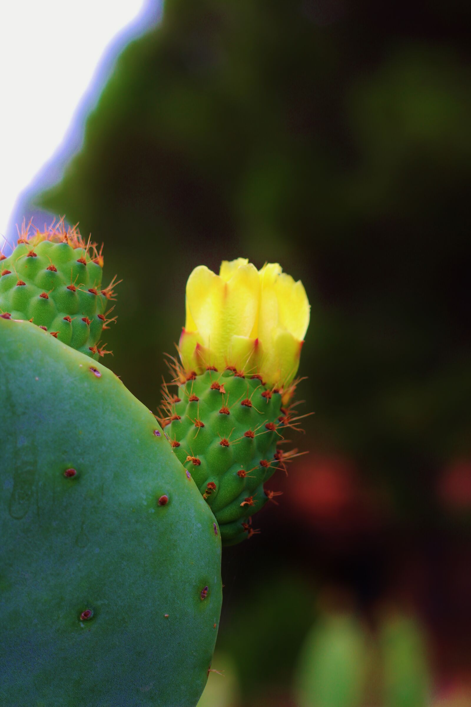 Canon EOS 60D + Canon EF 50mm F1.8 II sample photo. Cactus, blossom, bloom photography
