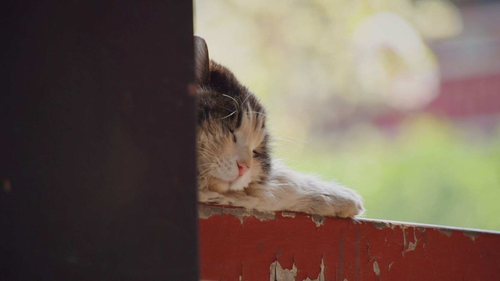 Nikon D7200 sample photo. Cat, cute, animal photography