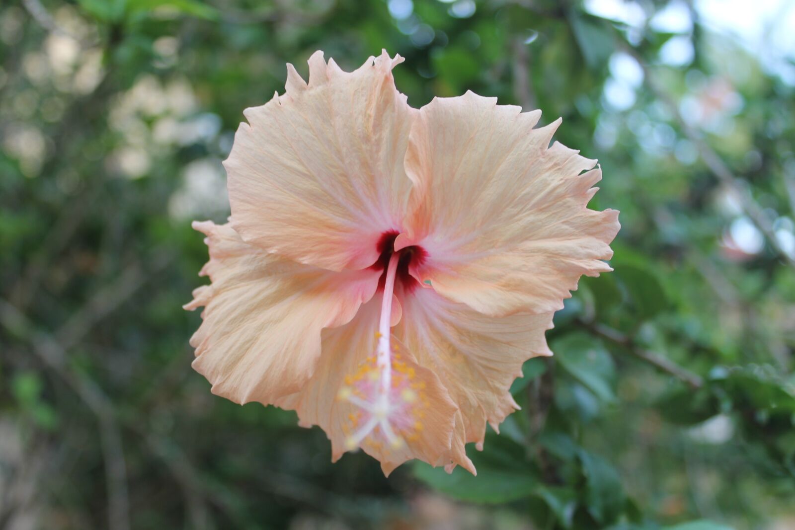 Canon EOS 1100D (EOS Rebel T3 / EOS Kiss X50) sample photo. Flower, pink, macro photography
