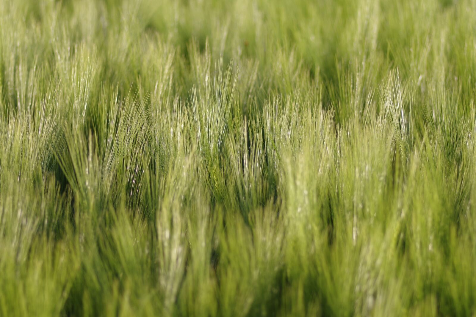 Pentax K-S2 sample photo. Corn, field, ears photography
