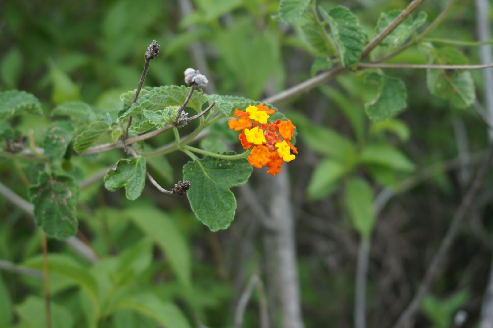 E 18-50mm F4-5.6 sample photo. Flower, flowers, spring photography