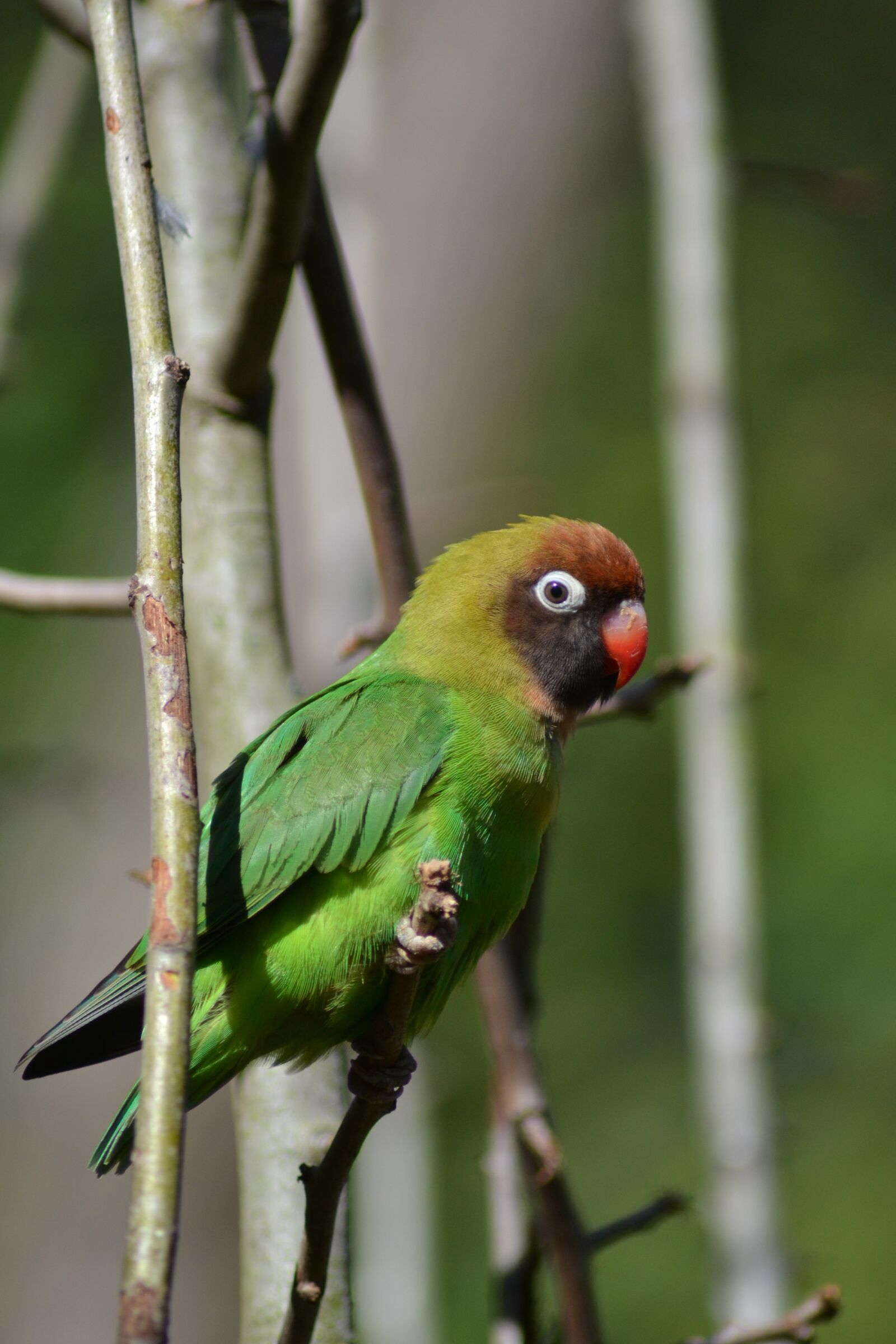 Nikon D3100 sample photo. Rotköpfchen, bird, parrot photography