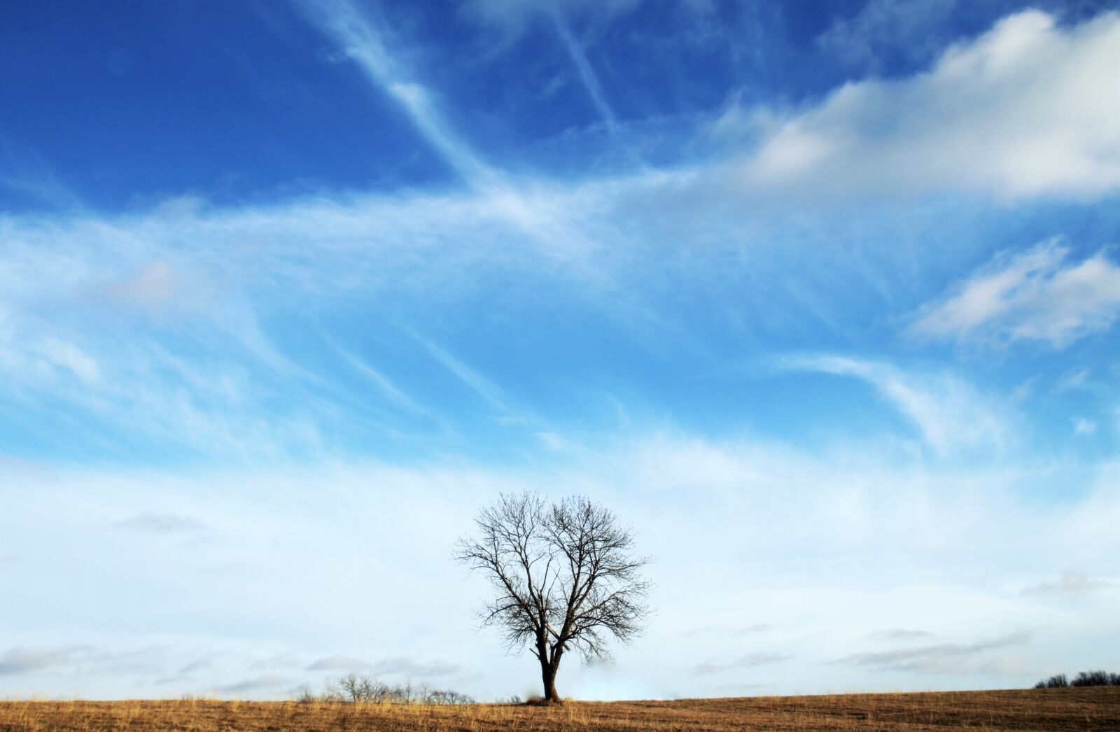 Canon EOS 1100D (EOS Rebel T3 / EOS Kiss X50) sample photo. Tree, alone, life photography