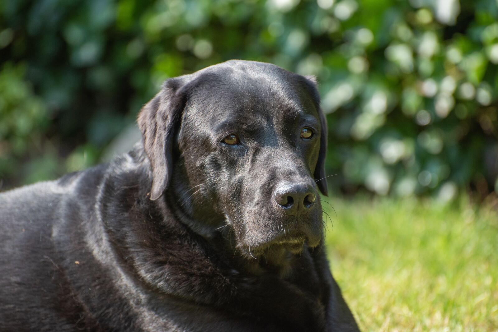 Nikon D750 sample photo. Labrador, dog, pet photography