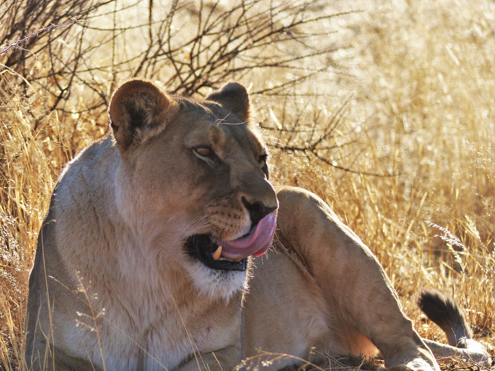 Panasonic Lumix DMC-FZ200 sample photo. Lion, lioness, predator photography