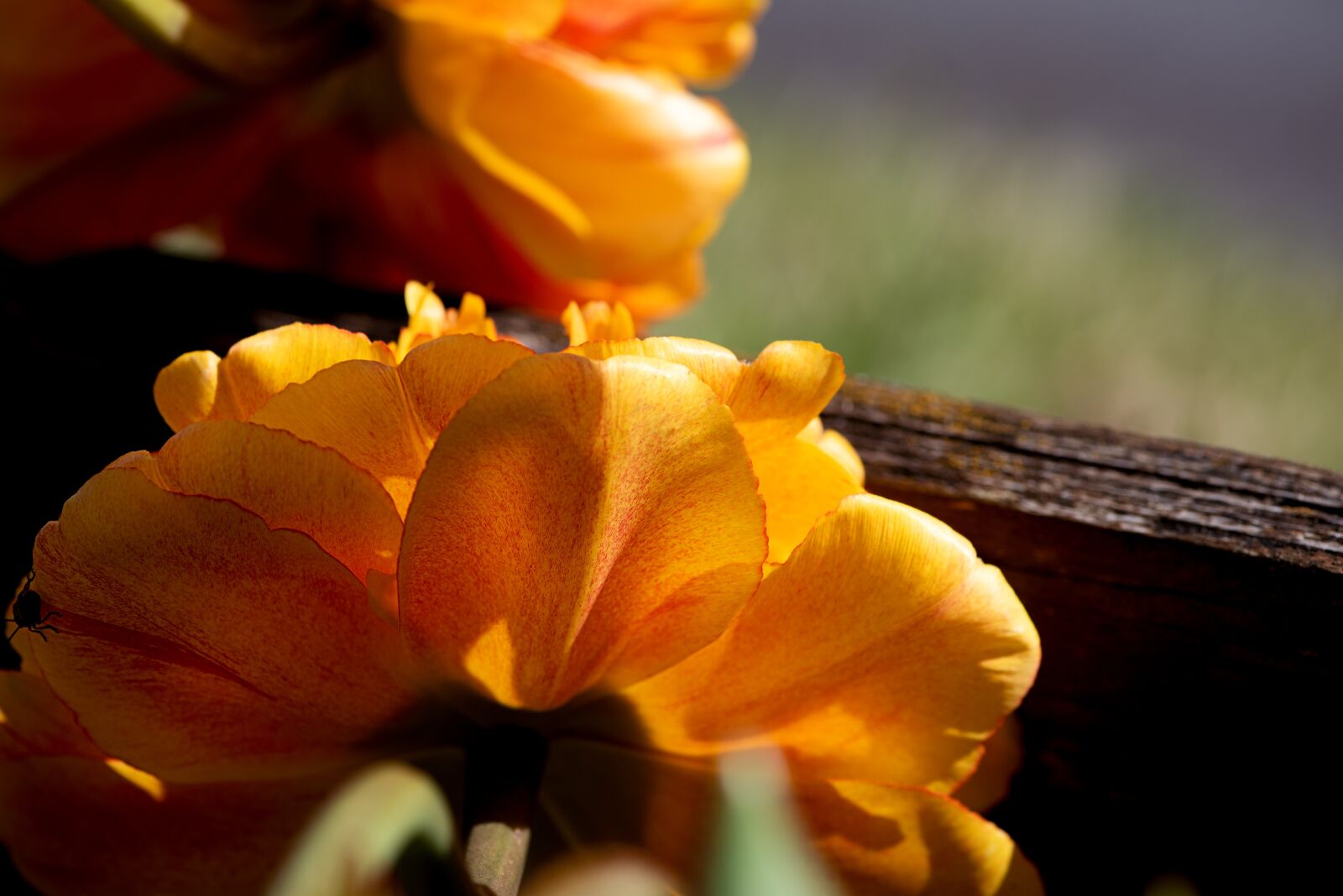 Nikon D750 sample photo. Peony, orange, orange flower photography
