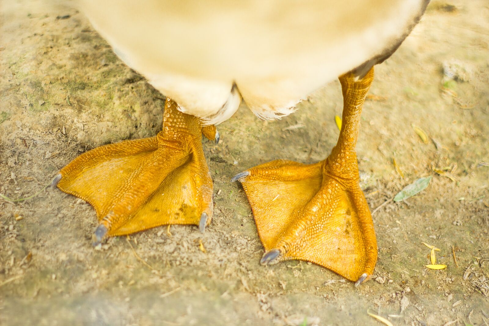 Canon EOS 60D + Canon EF 50mm F1.8 II sample photo. Goose, fins, legs photography