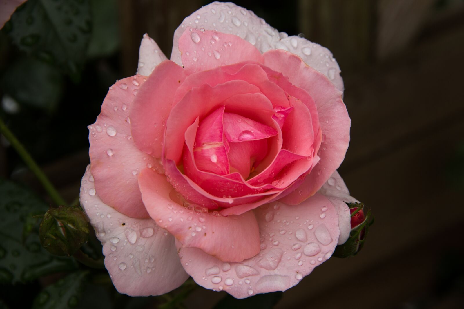 Canon EOS 600D (Rebel EOS T3i / EOS Kiss X5) sample photo. Rose, macro, flower photography