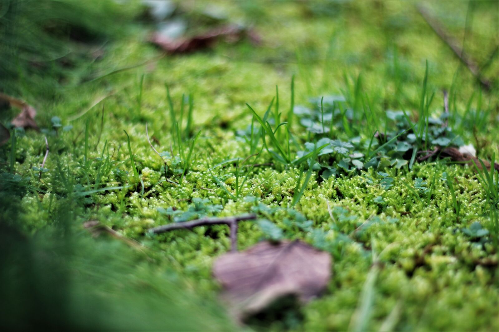Canon EOS 600D (Rebel EOS T3i / EOS Kiss X5) + Canon EF 50mm F1.8 STM sample photo. Nature, grass, meadow photography