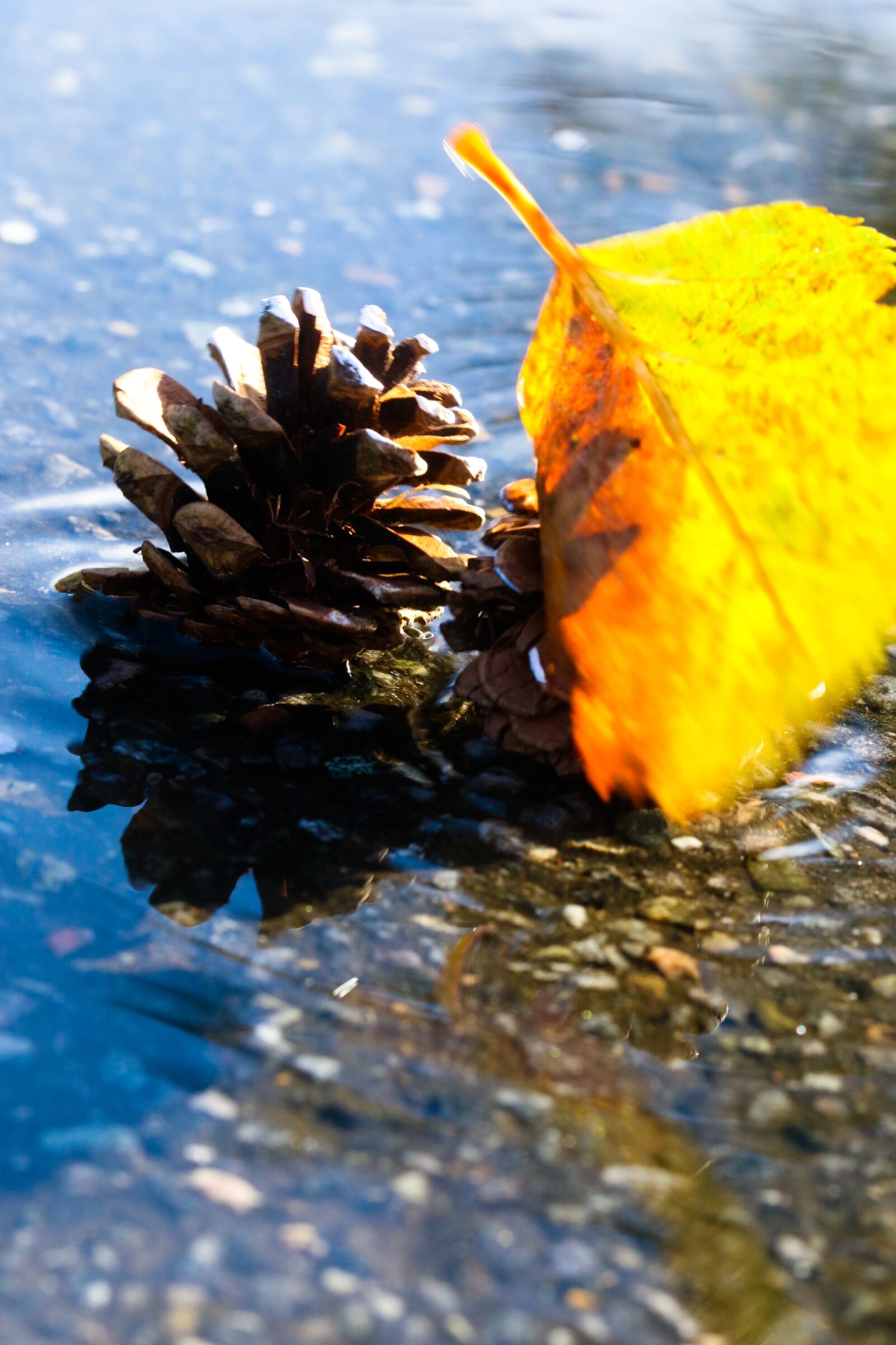 Canon EOS 7D Mark II sample photo. Leaf, pinnacle, puddle photography