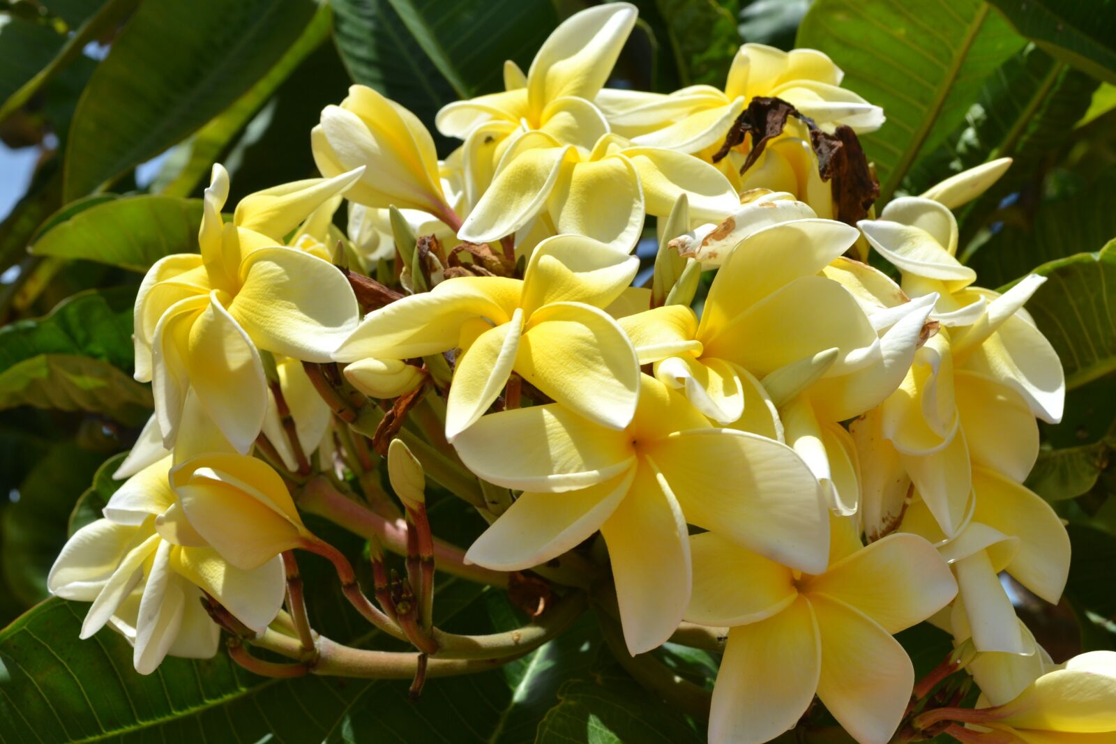 Nikon D3100 sample photo. Flora, nature, flower photography