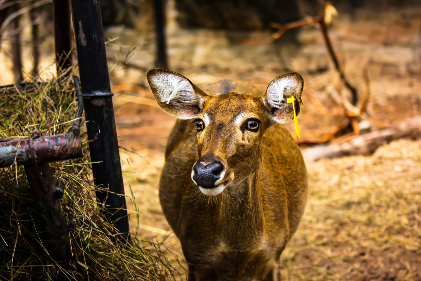 Canon EOS 550D (EOS Rebel T2i / EOS Kiss X4) sample photo. Deer, mammal, female photography