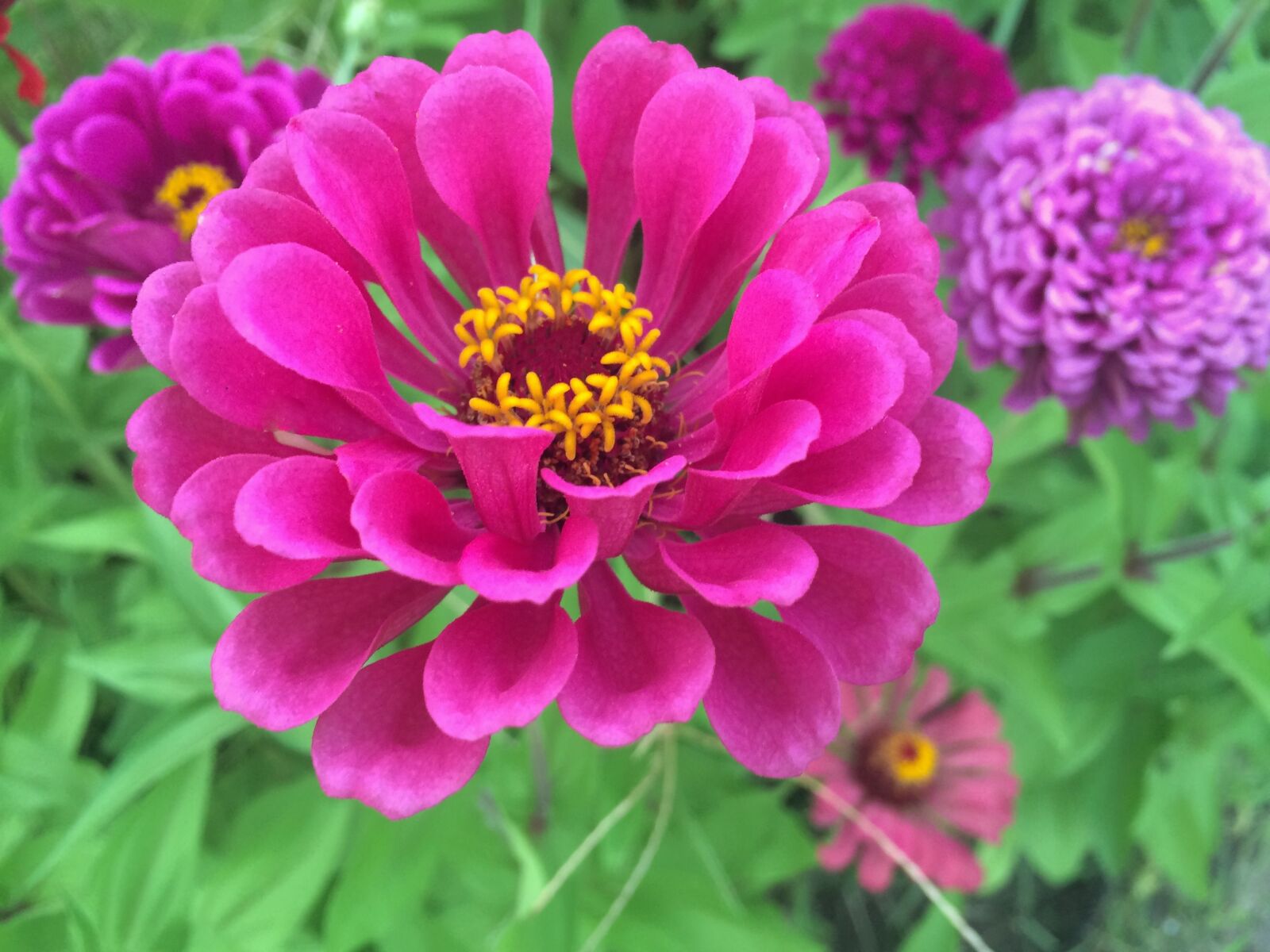 iPhone 5s back camera 4.15mm f/2.2 sample photo. Flowers, dahlia, red photography