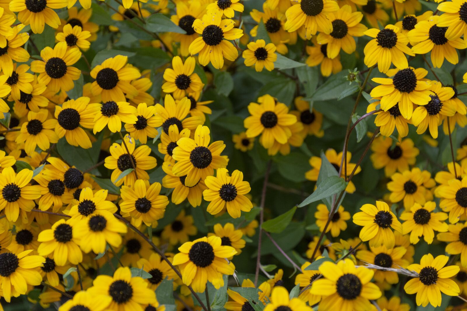 Nikon D7100 sample photo. Yellow, garden, bloom photography