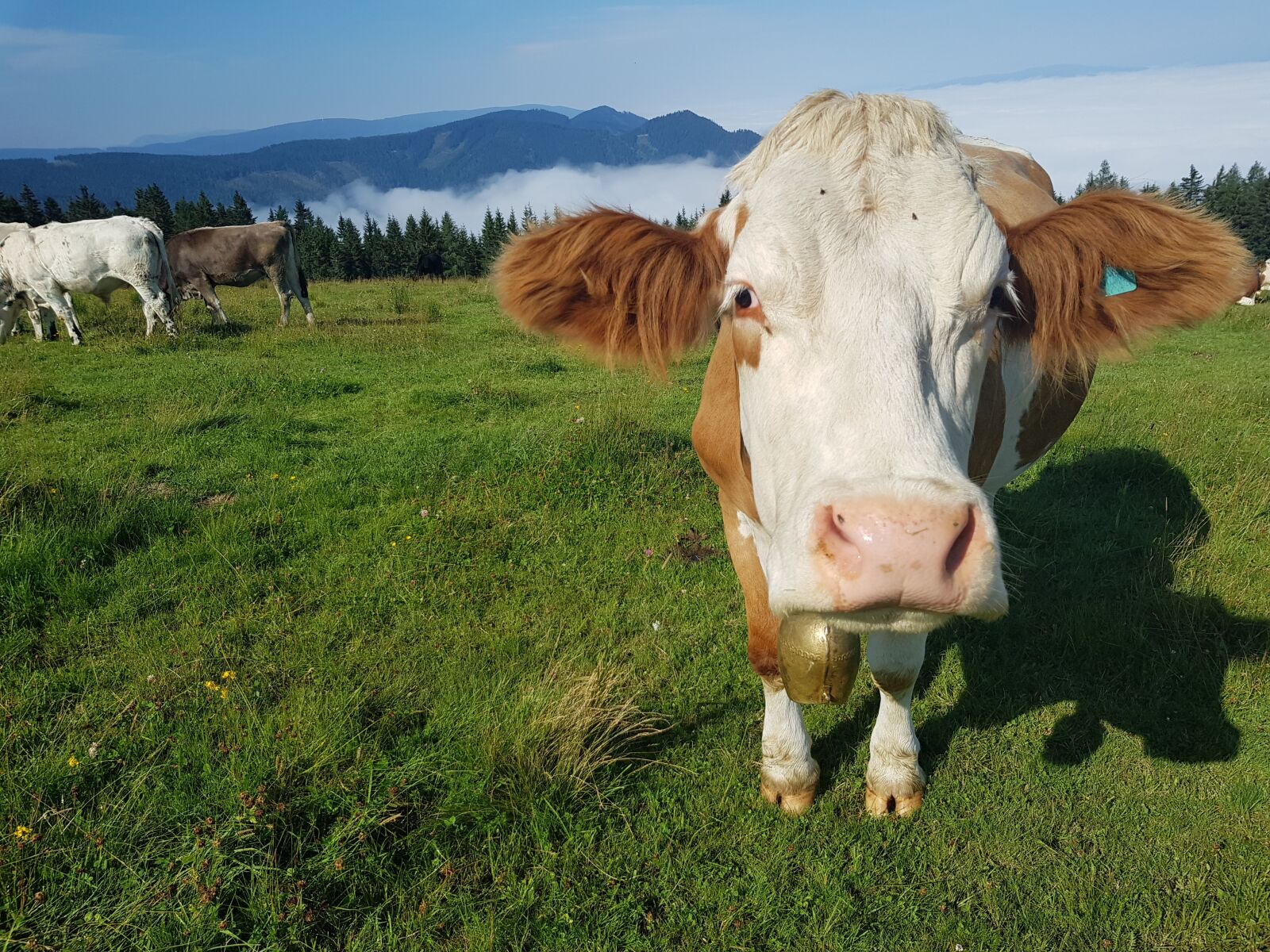 Samsung Galaxy S8 sample photo. Cow, simmental, mountains photography